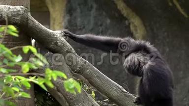 黑毛长臂猿正在动物园的热带雨林里<strong>爬树</strong>枝